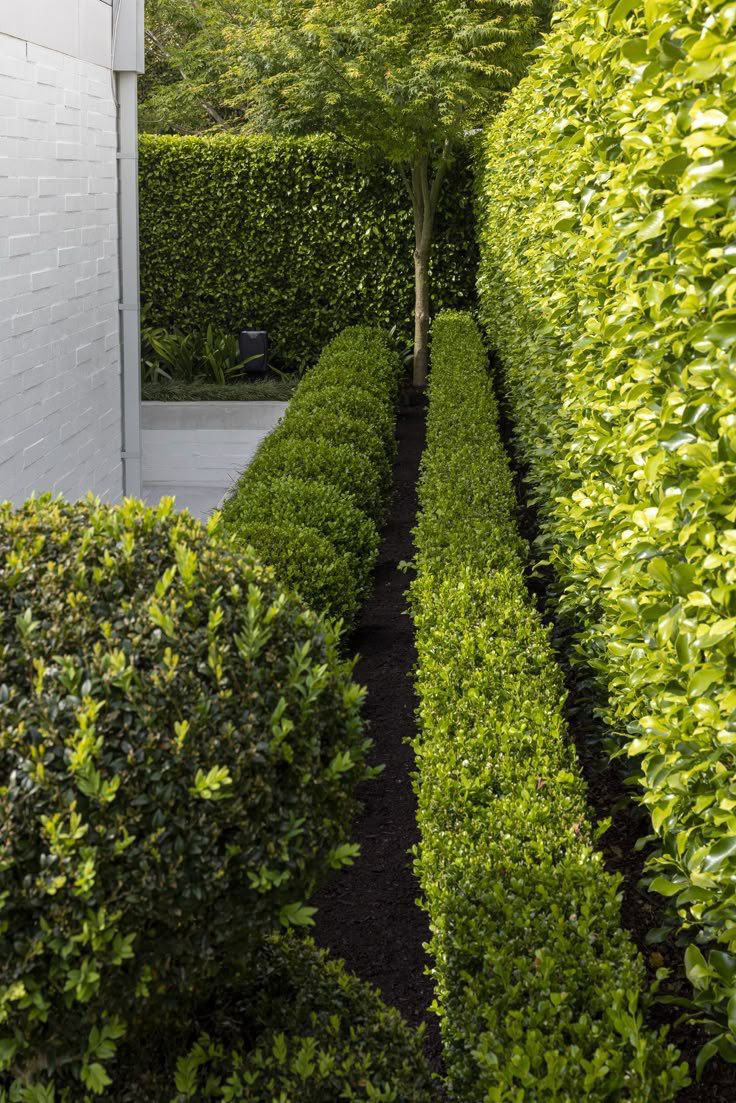 Hedge Trimming