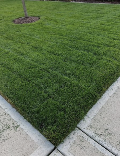 Front yard reset
